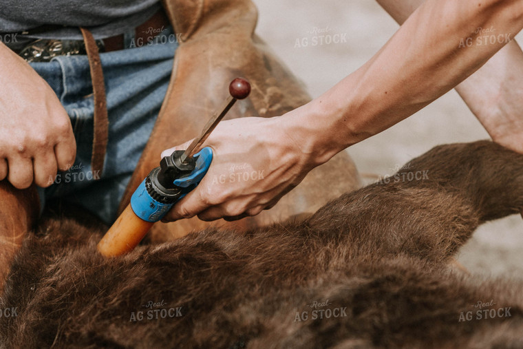 Cow Ear Being Tagged 77081