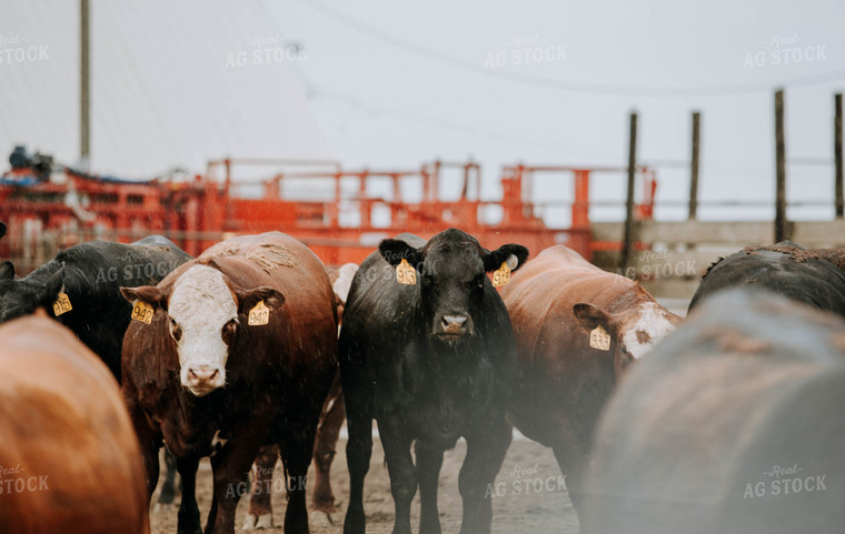 Cows in Farmyard 77098