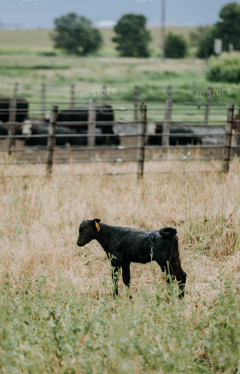 Calf in Pasture 77115
