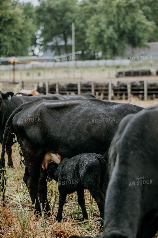 Calf Drinking Milk 77122