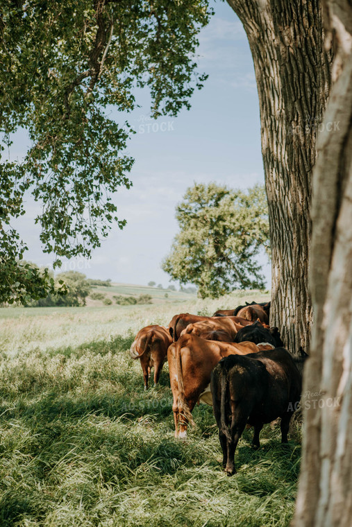 Cattle in Pasture 77129