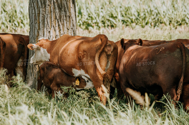 Cow-Calf in Pasture 77130