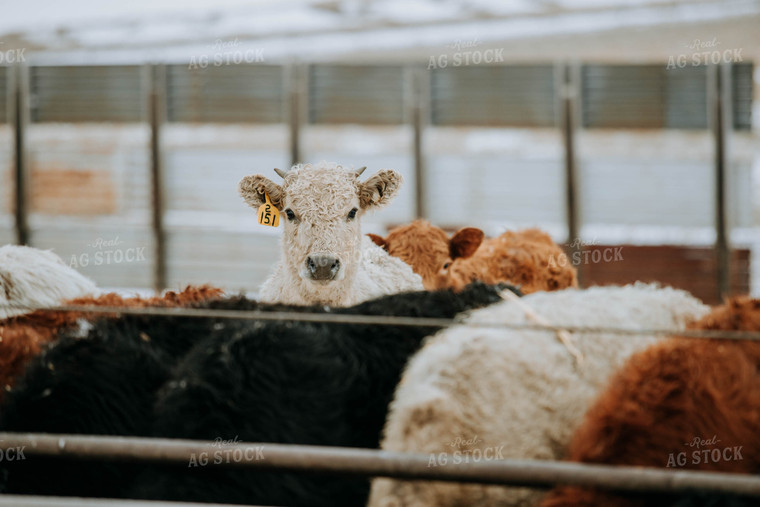 Charolais Cow in Farmyard 77155