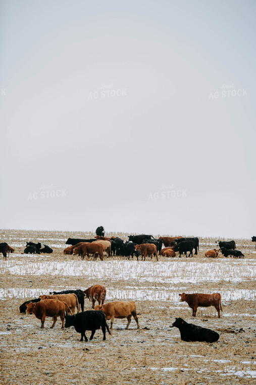 Cattle in Pasture 77163