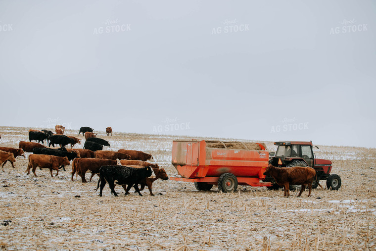 Cattle in Pasture and feed mixer 77168