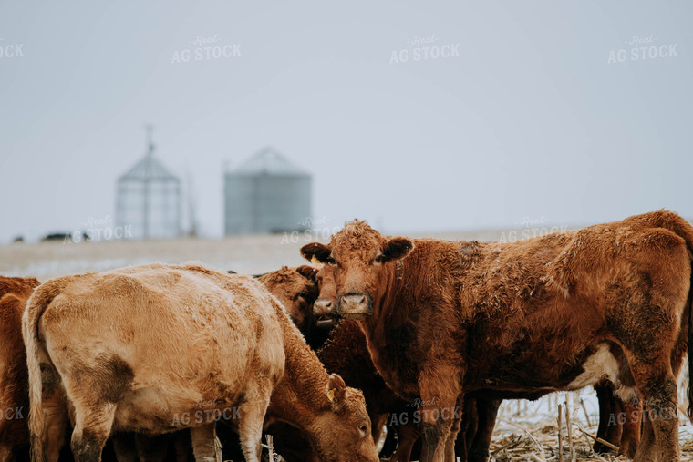 Cattle in Pasture 77180