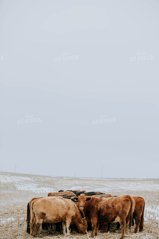 Cattle in Pasture 77181