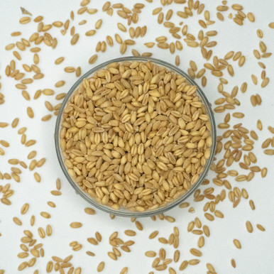 Soft White Winter Wheat, Organic