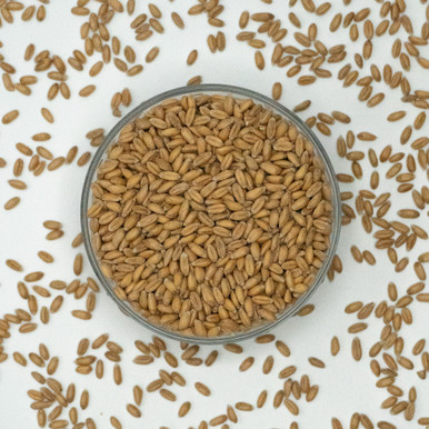 Sprouted Spelt Berries, Organic