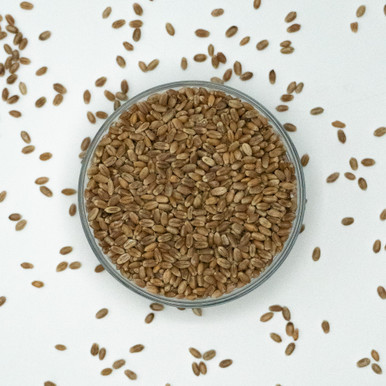 Sprouted Hard Red Spring Wheat, Organic