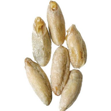 Malted Rye - Briess Malting
