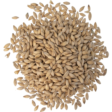 Maris Otter Malt - Thomas Fawcett Malting