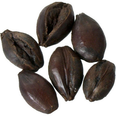 Roasted Barley Malt - Bairds Malt