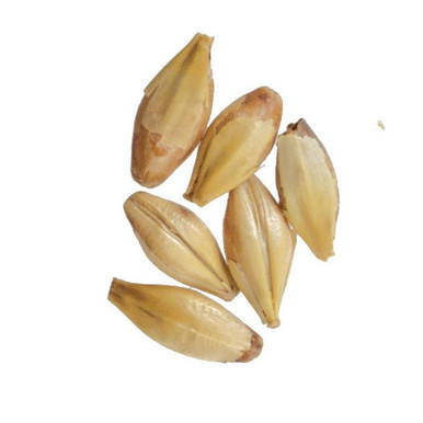 Caramel 20L Malt - Briess Malting