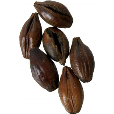 Black (Patent) Malt - Briess Malting