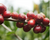 Guatemala Huehuetenango - Green Coffee Beans
