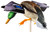 AVIAN X (GSM) Avian X AVXAVXDP101 PowerFlight  Mallard Spinning Wing Duck Decoy Multi-Color Dual Mode Remote