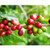 Mexico Royal Select (Decaf) - Green Coffee Beans - view 2