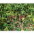 Papua New Guinea Tambul-Nebilyer - Green Coffee Beans - view 2