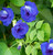 Butterfly Pea Flowers, Organic (Clitoria ternatea)