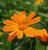 Calendula Flowers, Organic (Calendula offiinalis) - view 3