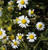 Chamomile Flower, Organic (Matricaria chamomilla) - view 3