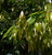 Cassia Cinnamon