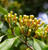 Cloves, Organic (Syzgium aromaticum) - view 3
