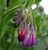 Comfrey, Organic (Symphytum officinale, S. uplandicum)
