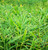 Ginger Root Organic (Zingiber officinale) Ginger Root Organic (Zingiber officinale)