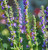 Hyssop, Organic (Hyssopus officinalis) - view 2