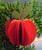 Proongily Die-Cut Apple Ornaments