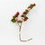 Raspberry Branch