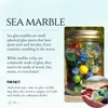 sea marble information