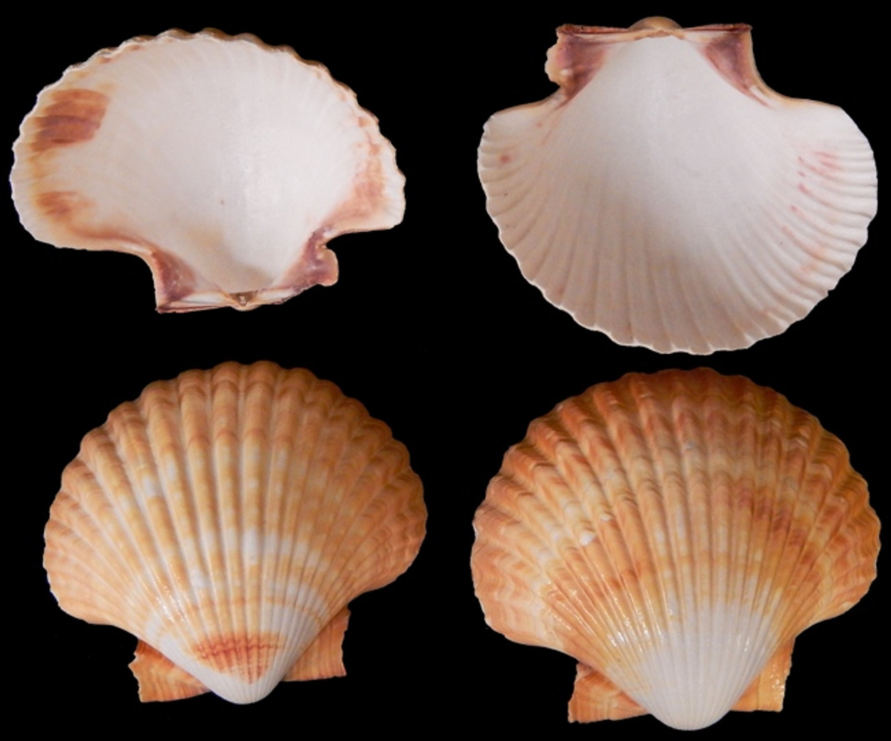 Mexican Deep Sea Shell Qty 12 Scallop Wholesale Shells