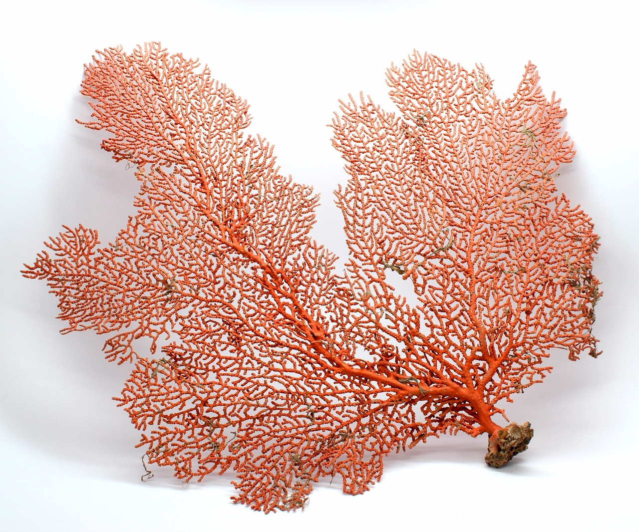 Orange Natural Dried Sea Fan Coral- 7-15 Natural Color of Rust
