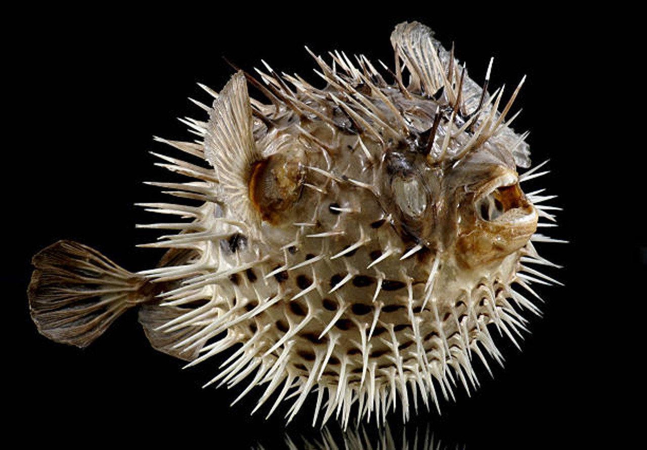 Puffer Porcupine Fish Blowfish Size Range 4 Limited Qty