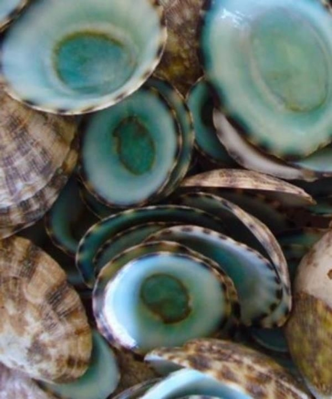 Natural LIMPET SHELLS Polished Sea Shells Beach Craft Shell, Art