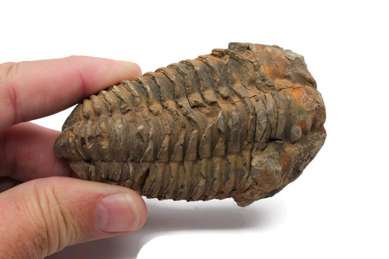 Calymene Trilobite Fossil
