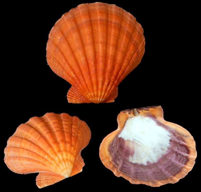 Pair Of Natural Orange Scallop Lions Paw Full Shell