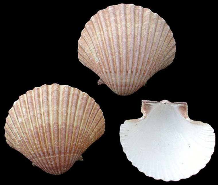 Mexican Deep Sea Shell Beach Craft Scallop - Bulk Shells - Wholesale Shells - Craft Shells