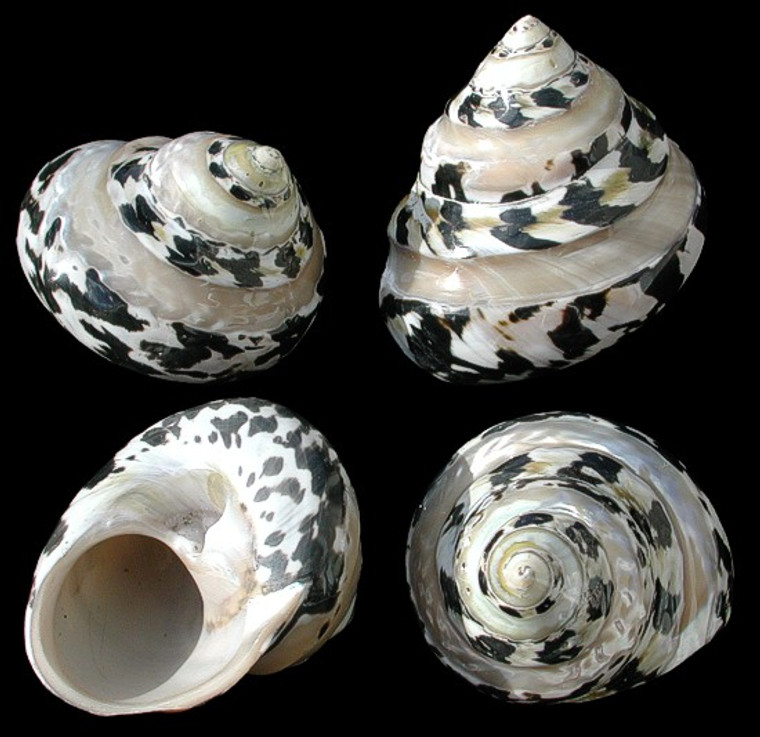 Pearl Banded Arapica approximately 2-3" Hermit Crab Shells