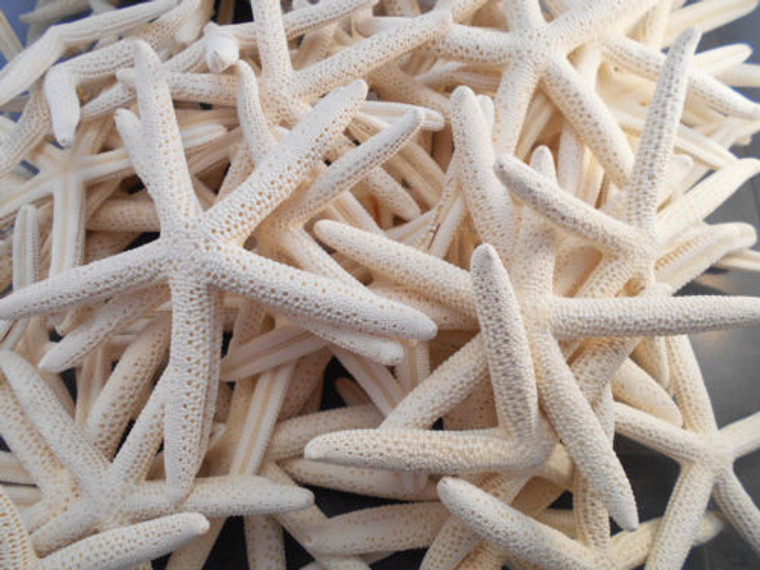 White Pencil Starfish 3-4" Beach Wedding Nautical Decor