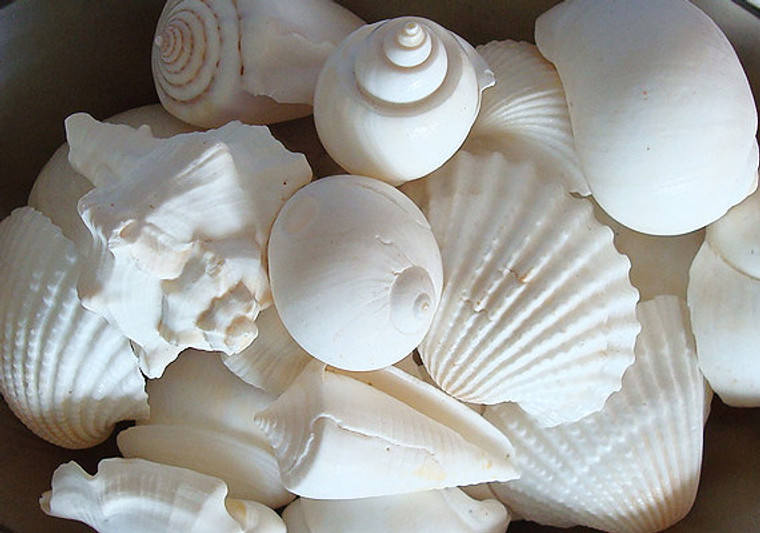 Genuine Medium Size White Wedding Shells  about 1"- 1 1/2" size