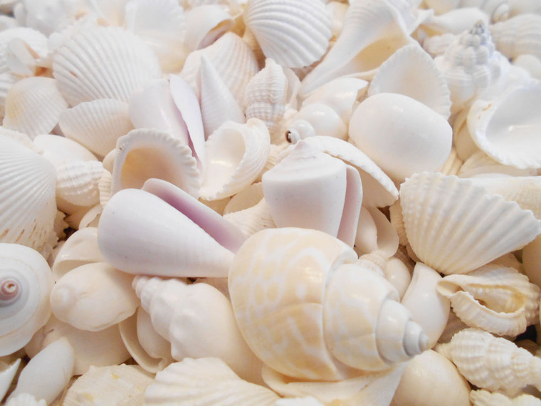 BULK 4 lbs (about 1 Gallon)  Genuine Medium Size White Wedding Shells  about 1"- 1 1/2" size     Great for Nautical Beach Decorations, Aquarium  and Shell Crafting. Perfect for Beach Themed Weddings.