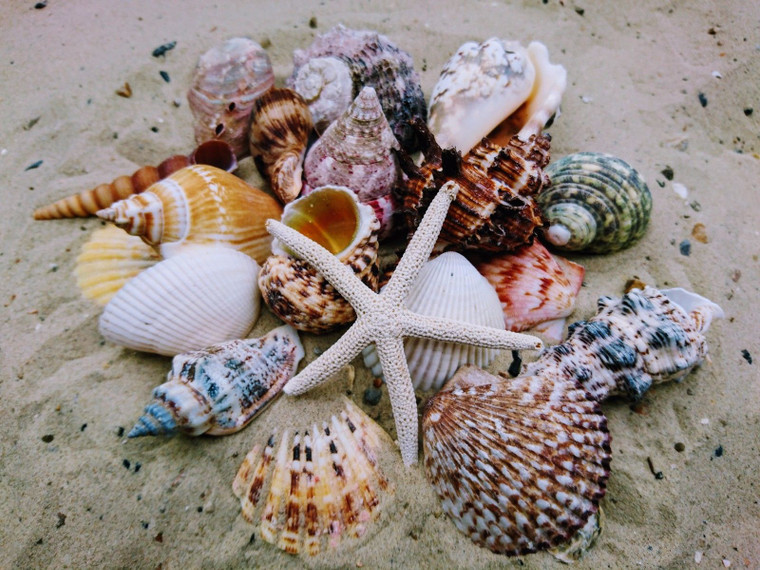 Special Philippine shell mix  (Large) 2 lbs Beach Decor