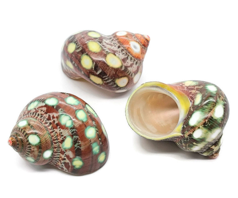 Carved Spotted Turbo Petholatis Shells Great for hermit crabs