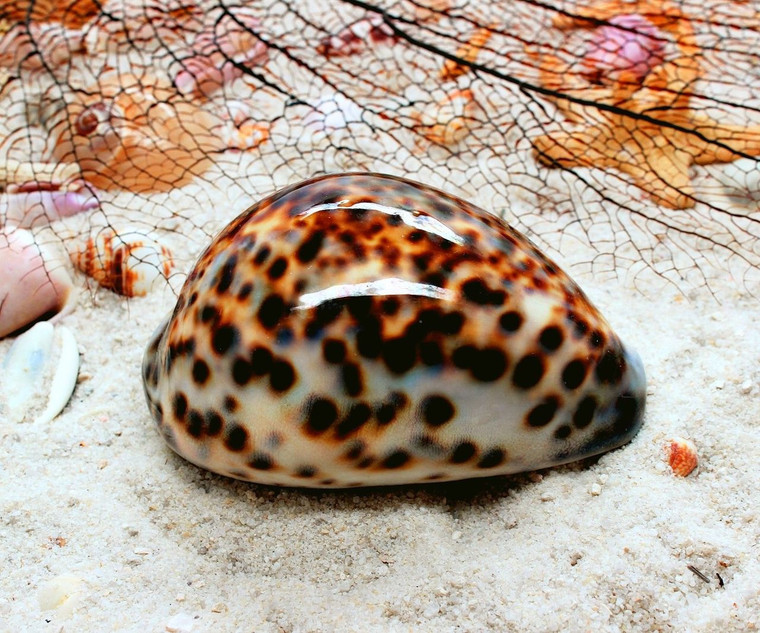 Polished Tiger Cowrie Seashells (cypraea tigris) 3"-3.5"