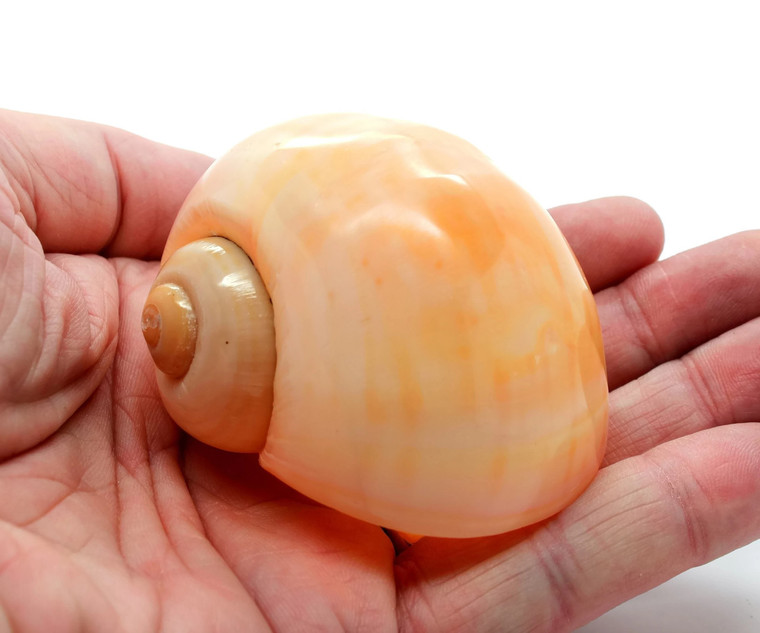 Polished Yellow Land Snail Shell 2.5-3" Hermit Crab Shell Priced Each