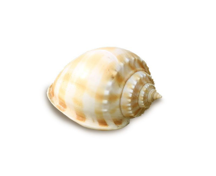 1 White Channeled Bonnet shells (1.5 -2") BuytheSeaOnline